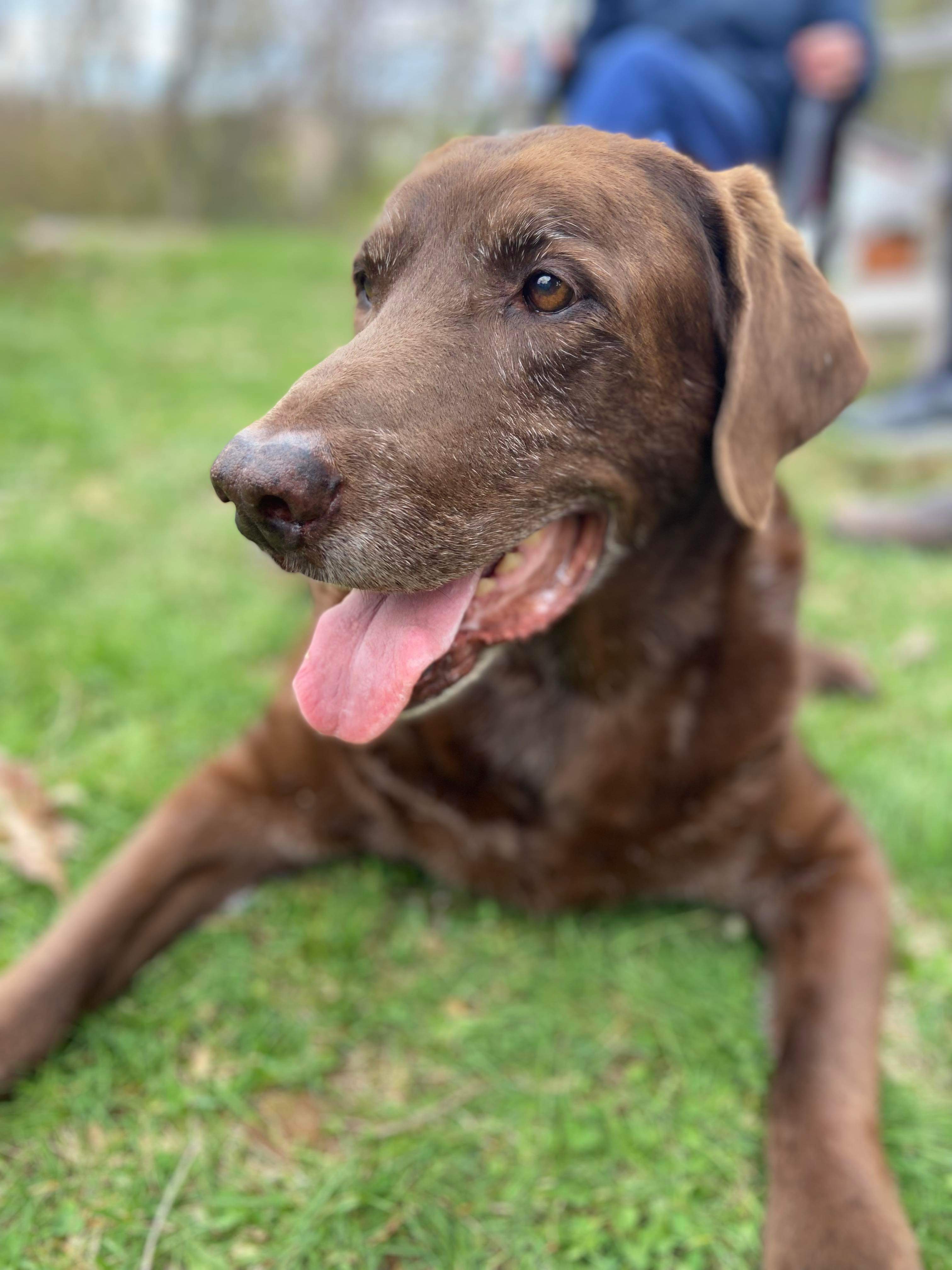 Old, lumpy, chocolate lab named Charlie
